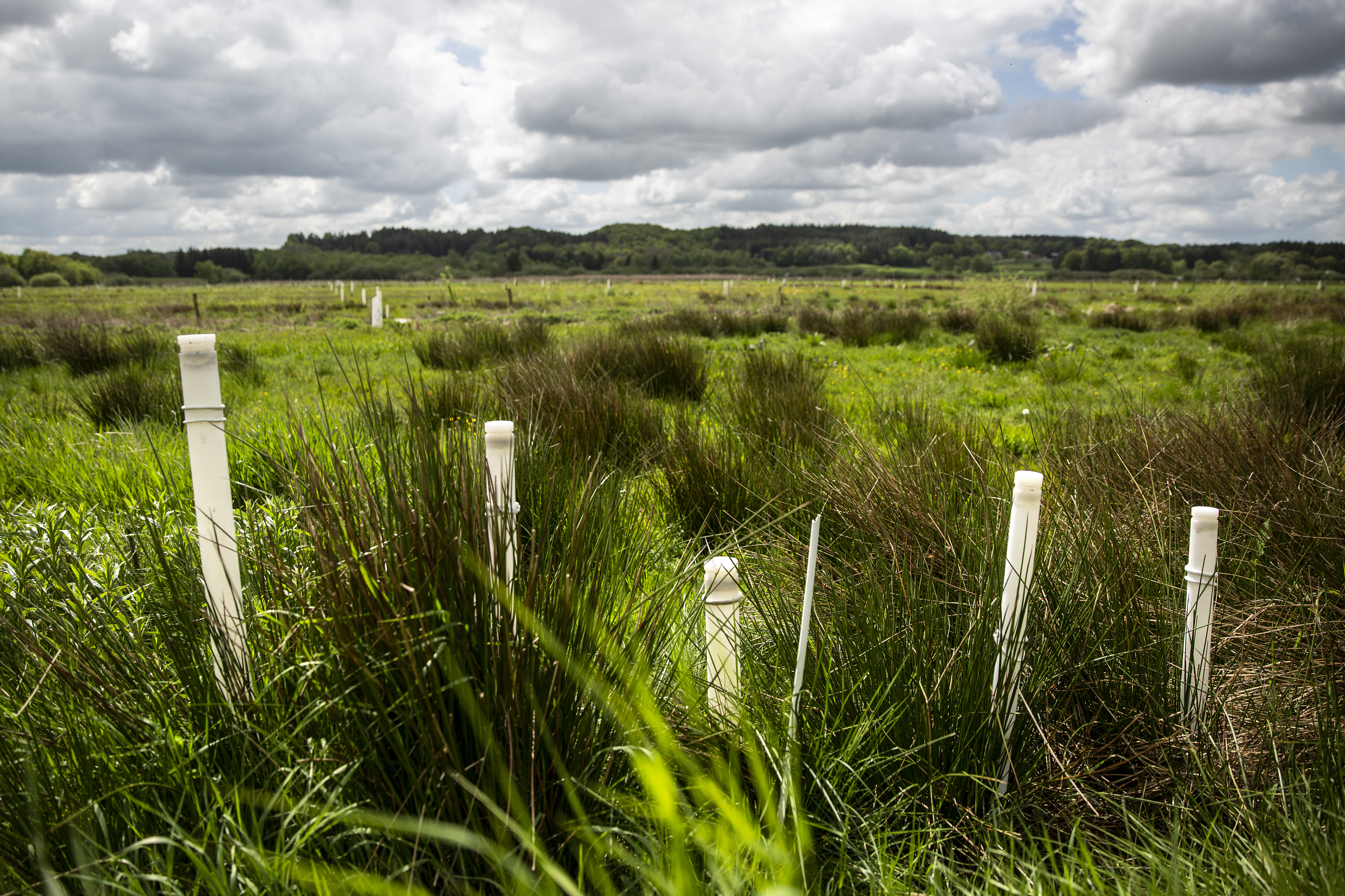 low-lying soils in Foulum, paludiculture